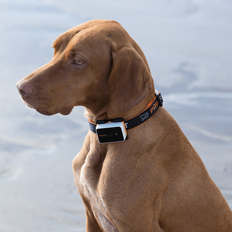 NNEIDS Pawfit 3 Tracker-1